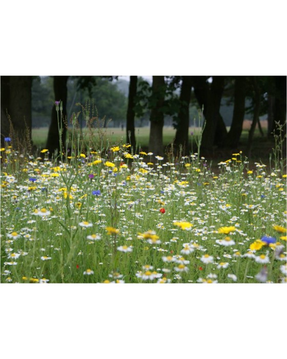 100% Wildflower Seed Mix (250m2)